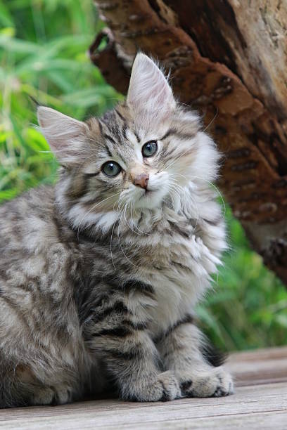 istock Norwegian forest kitten sitting on wooden planks 577973506