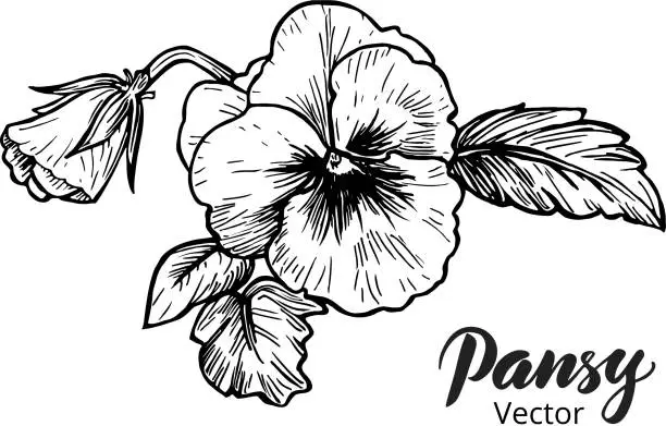 Vector illustration of Hand drawn pansy flowers