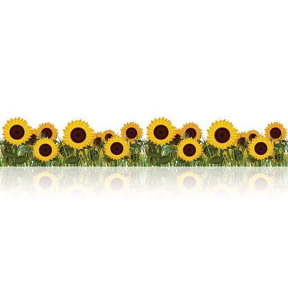 lawn with sunflower and grass on a white background