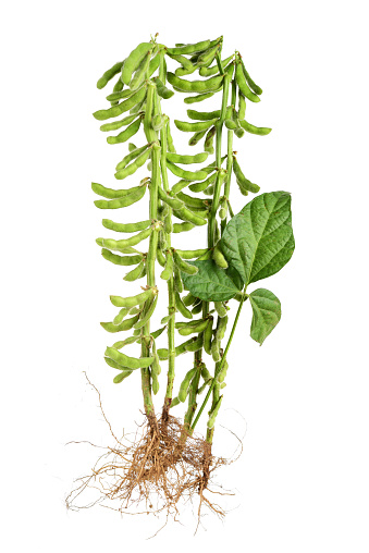 Fresh harvested soybean (edamame) plant isolated on white background