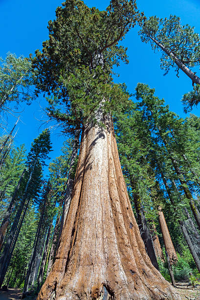 istock Sequoia Tree in Sequoia National Park, California 577975084