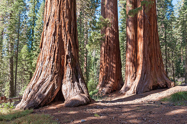 istock Sequoia National Forest in California Sierra Nevada Mountains 577975430
