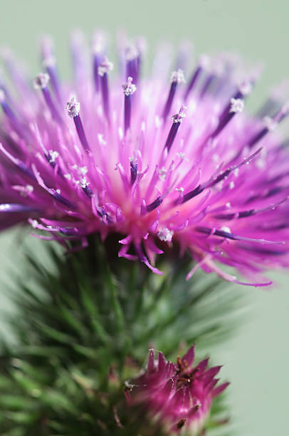 Thistle flower Thistle flower over green background, closeup shot bristlethistle stock pictures, royalty-free photos & images