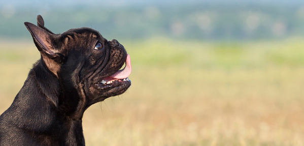 Website banner of a happy dog puppy in a hot summer