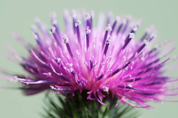 Thistle flower Thistle flower over green background, closeup shot bristlethistle stock pictures, royalty-free photos & images