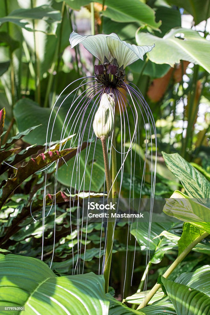 Foto de Planta De Morcego Branco Em Flor e mais fotos de stock de Austrália  - Austrália, Botânica - Assunto, Branco - iStock