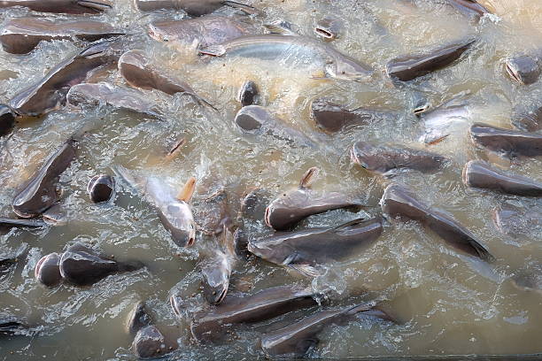 istock Iridescent shark, Striped catfish, Sutchi catfish 577976564