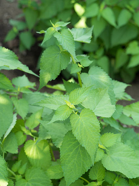 istock Medicinal plants named Kawamidori 577976586