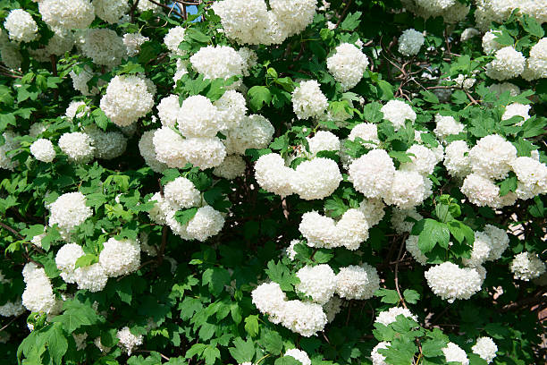 white hydrangea stock photo