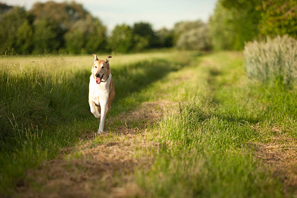 istock Shorthair collie running in nature 577976928