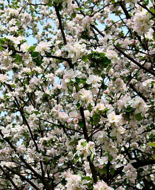 Apple blossom stock photo