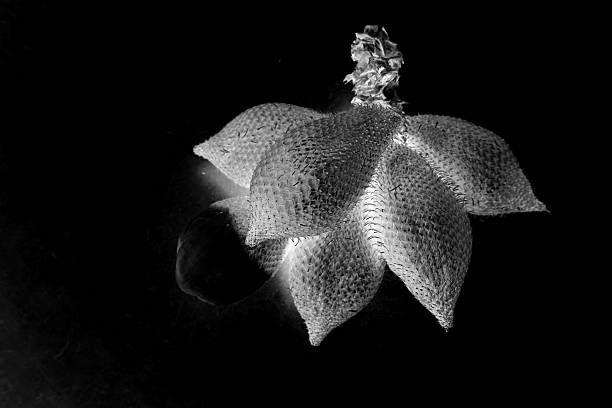 abstract of Salacca zalacca fruits in many different shapes