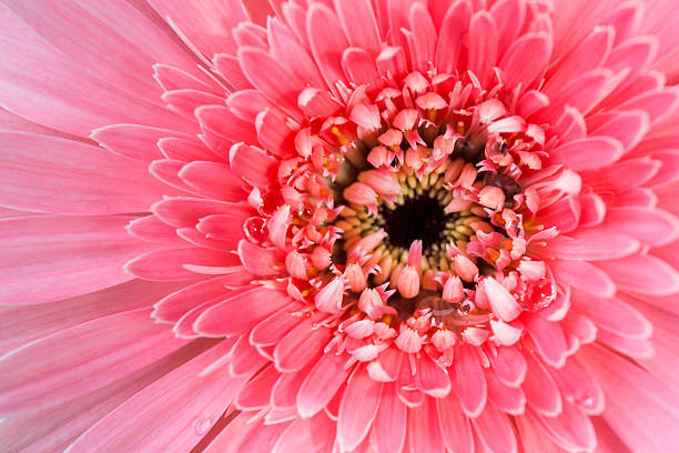 istock Closeup a pink gerbera daisy flower. 577977874