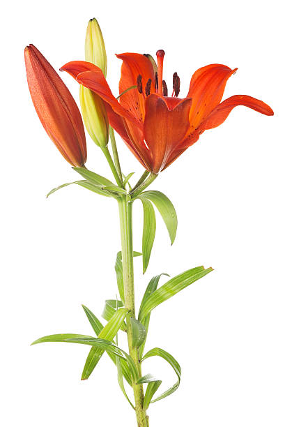 istock red lily flower on green stem 577978290