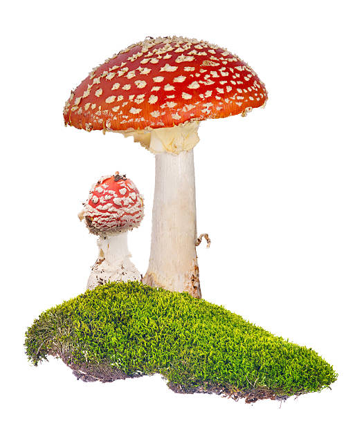 zwei rote fliegenagarics in grünem moos auf weiß - moss toadstool fotos stock-fotos und bilder