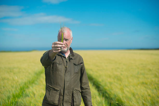 agricoltore che esamina il grano in un campo - farmer bending wheat examining foto e immagini stock