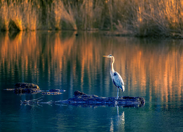 Great Blue Heron on Golden Pond Great Blue Heron standing in the middle of a pond near sunset on the Chesapeake Bay in Maryland heron photos stock pictures, royalty-free photos & images