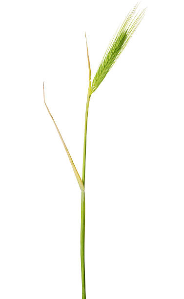 istock single green ear of barley on white 577979500