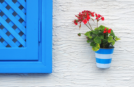 Pelargonium on white wall with blue wooden window