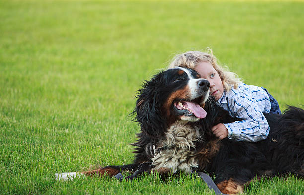 istock boy with curly blonde hair playing with bernese mountain dog 577980174