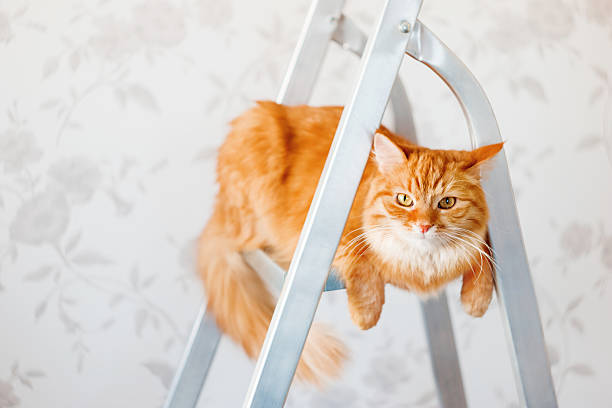Cute ginger cat sits on ladder. Fluffy pet with unsatisfied expression on face. Place for text.
