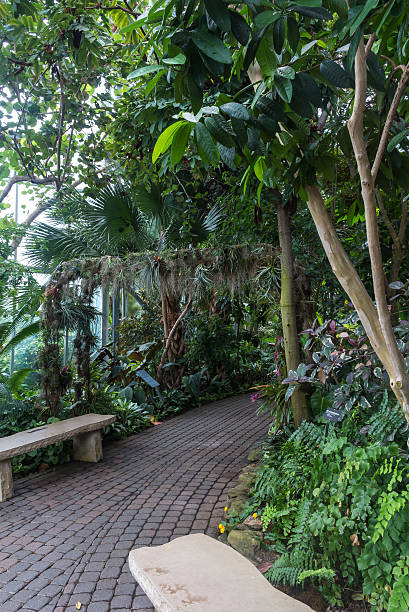 istock Greenhouse with tropical plants 578075448