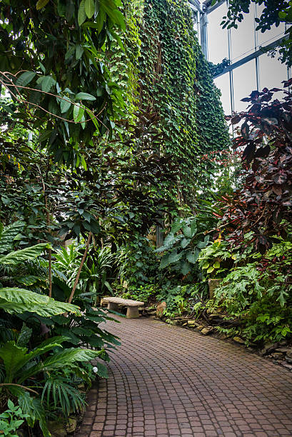 istock Greenhouse with tropical plants 578075556