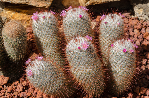 Mammillaria cactus plant in arid plants at Queen Sirikit garden Chiang Mai,Thailand