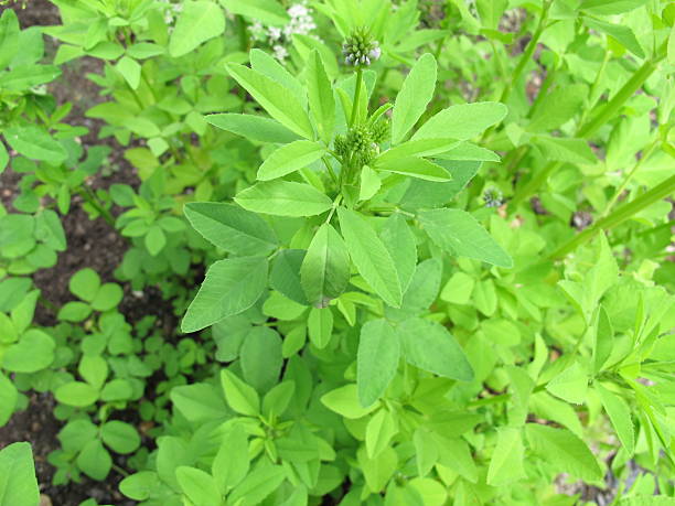 istock Blue fenugreek, Trigonella caerulea 578076248