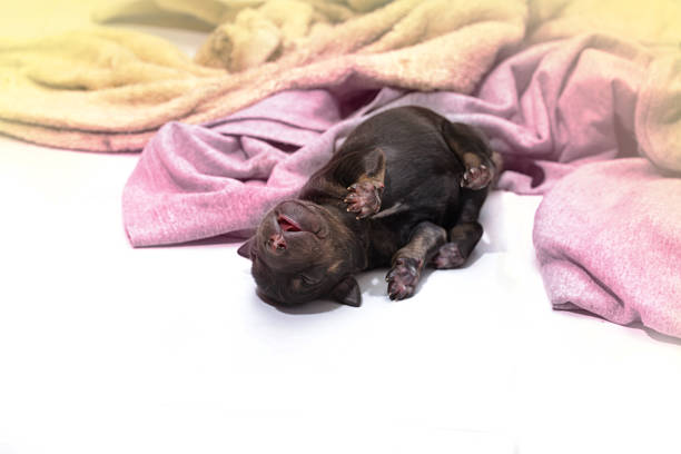 newborn black cute puppy sleeping on bed
