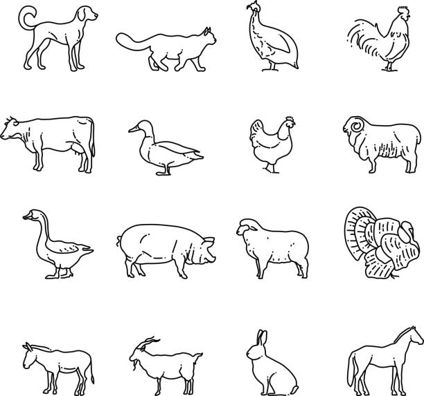 illustrazioni stock, clip art, cartoni animati e icone di tendenza di set di icone di linea sottile vettoriale animali della fattoria. contorno mucca, maiale - chicken silhouette animal rooster