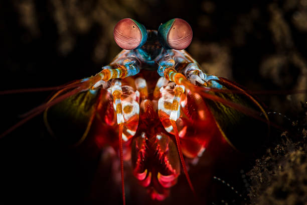 Peacock Mantis Shrimp  (Odontodactylus scyllarus), head detail