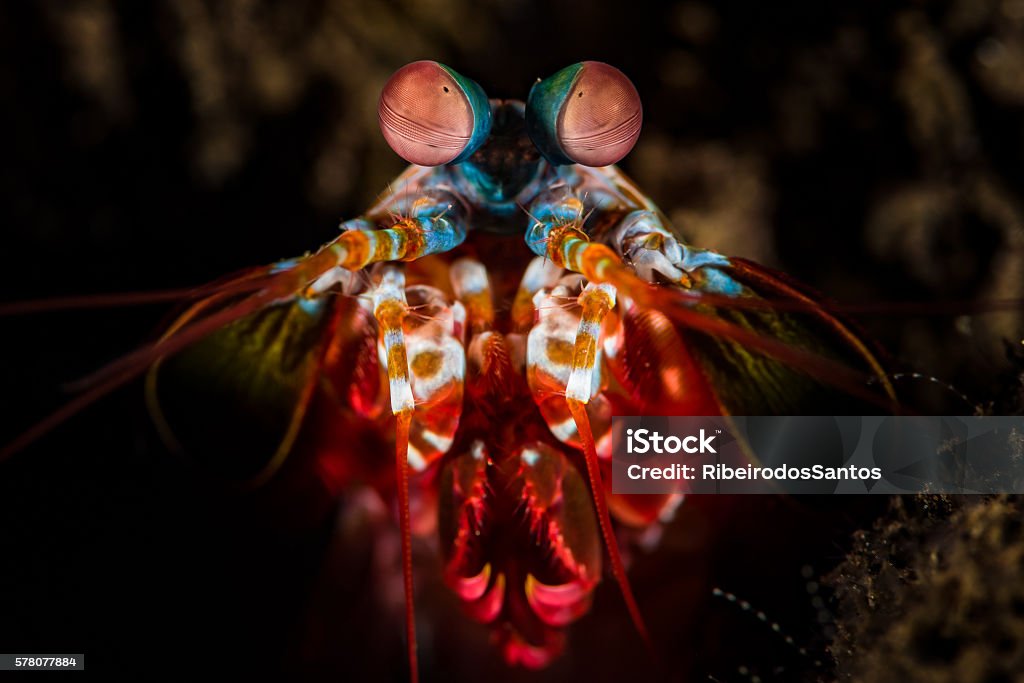Peacock Mantis Shrimp  (Odontodactylus scyllarus), head detail Peacock Mantis Shrimp  (Odontodactylus scyllarus), head detail, front view, on a dark background. Focus on both eyes. Horizontal, underwater photography taken in Tulamben, Bali, Indonesia. Mantis Shrimp Stock Photo