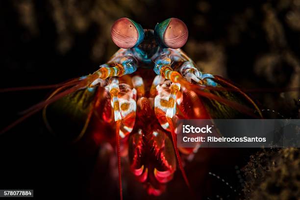 Peacock Mantis Shrimp Head Detail Stock Photo - Download Image Now