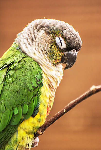 istock Beautiful colorful parrot resting on the tree branch, bird scene 578078566