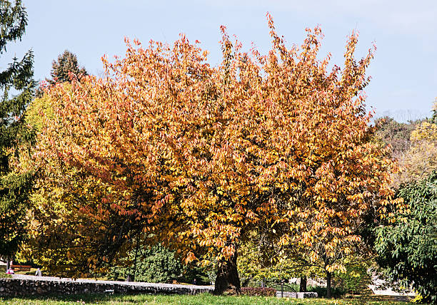 istock Big orange tree, green grass and footpath, seasonal nature 578078622