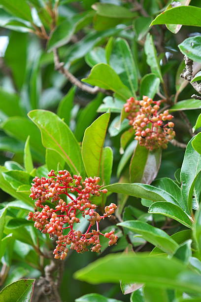 istock sweet arrowwood 578079294