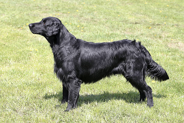 Typical  Flat Coated Retriever in the garden