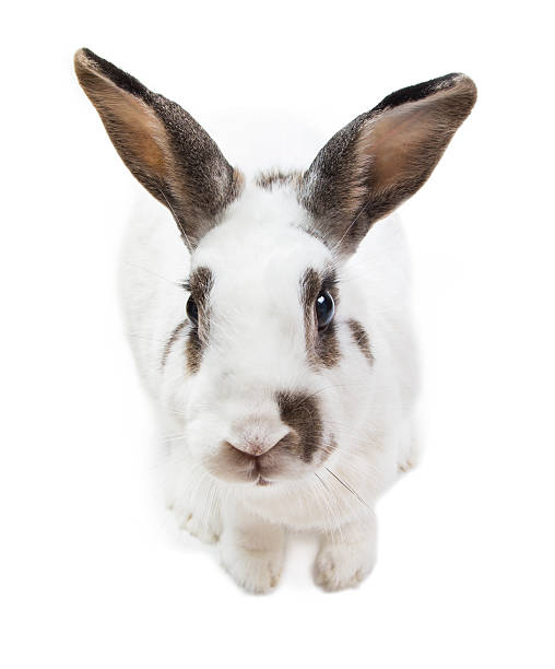 istock rabbit white Cute spotted sitting on white isolated 578079922
