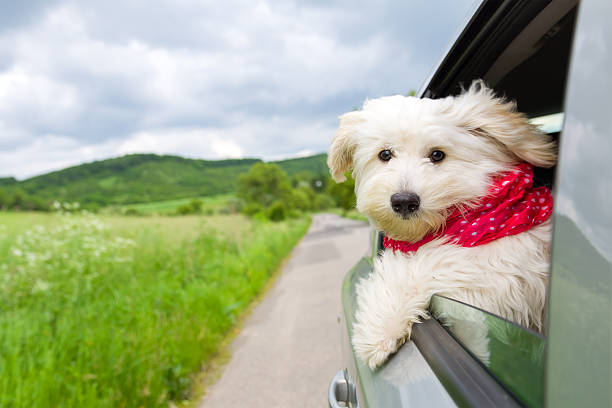 Dog enjoying a ride with the car stock photo