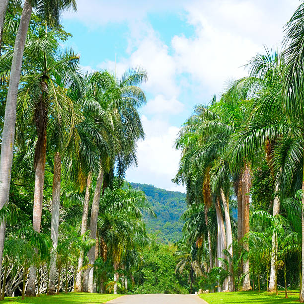 istock palm alley and blue  sky 578080726