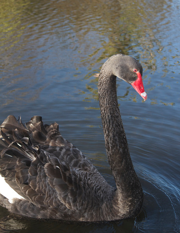 This black swan was swimming slowly along a pond