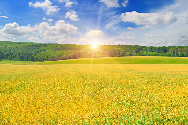 istock wheat field and sunrise in the blue sky 578081144