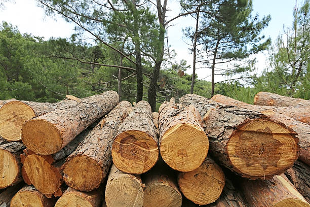logs of woods depicting deforestation - cutting tree moving down bark imagens e fotografias de stock