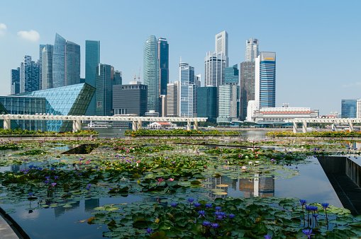 Singapore Central Business district skyline view with a  blooming lily pond at the Art Science Museum building.