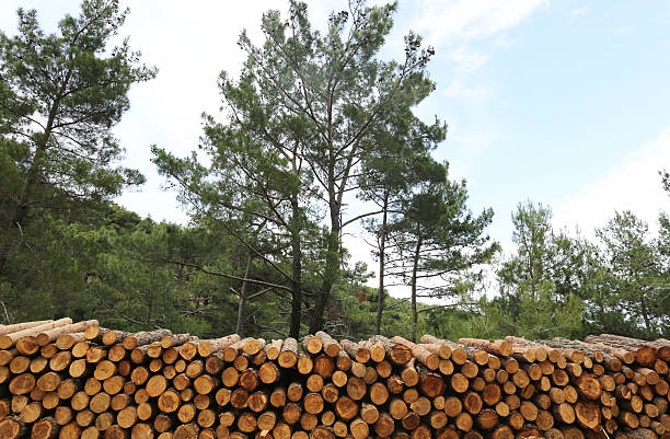 logs of woods depicting deforestation - cutting tree moving down bark imagens e fotografias de stock