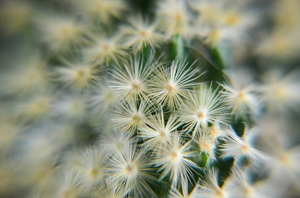 istock Desert cactus closeup with small white flower photo 578081928