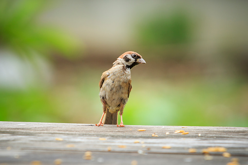 eurasian sparrow and paddy in mouth standing on wood table with green blur background
