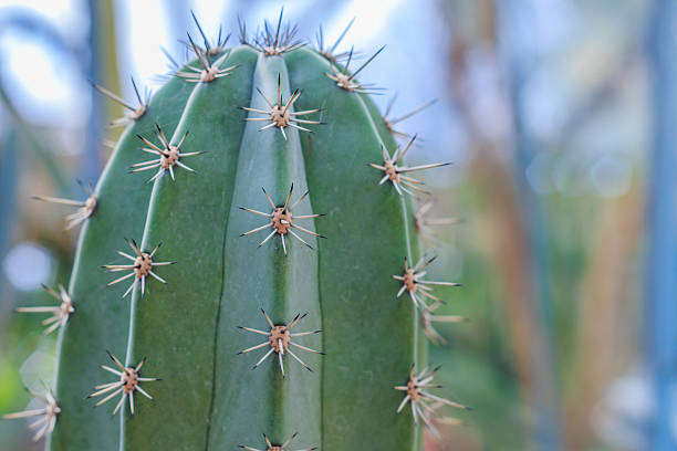 Golden Barrel Cactus in a Cactus garden