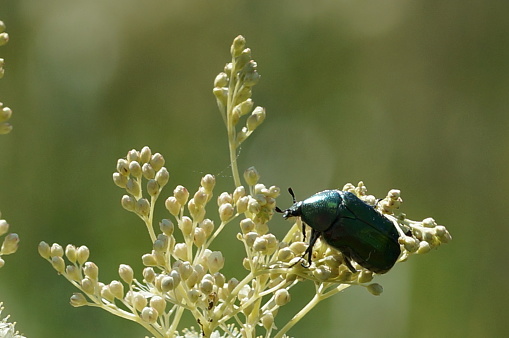 a large green beetle on white flowers